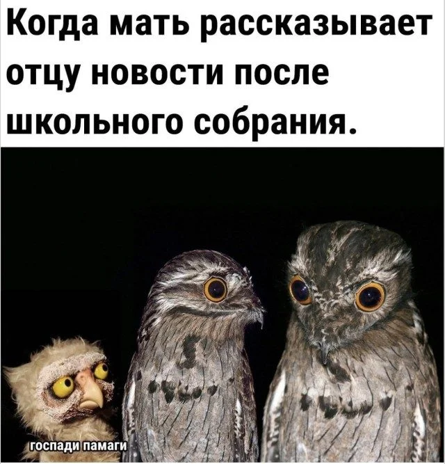 Уморительные питомцы: от смеха до умиления Уморительные питомцы: от смеха до умиления животные, собаки, коты, приколы, настроение, фото