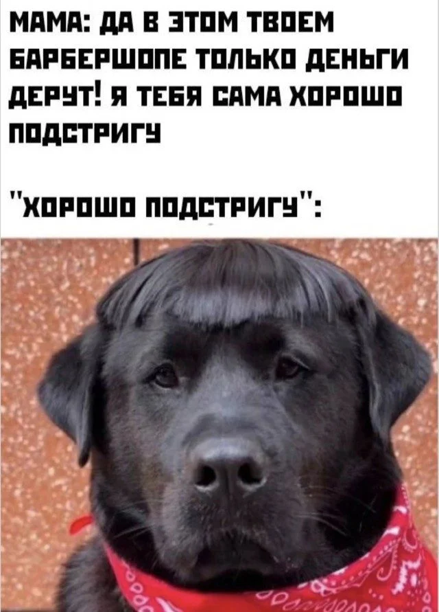 Уморительные питомцы: от смеха до умиления Уморительные питомцы: от смеха до умиления животные, собаки, коты, приколы, настроение, фото