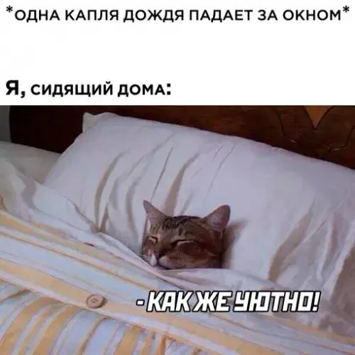 Осень в мемах: подборка, которая согреет мемы, осень, приколы, юмор, подборка