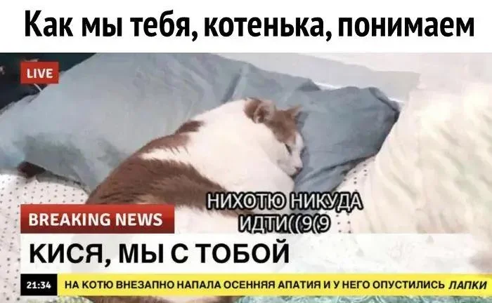 Осень в мемах: подборка, которая согреет мемы, осень, приколы, юмор, подборка