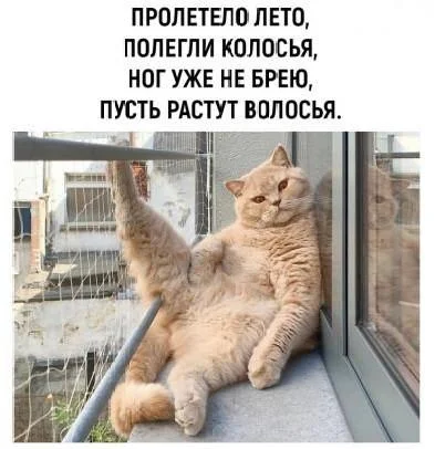 Осень в мемах: подборка, которая согреет мемы, осень, приколы, юмор, подборка
