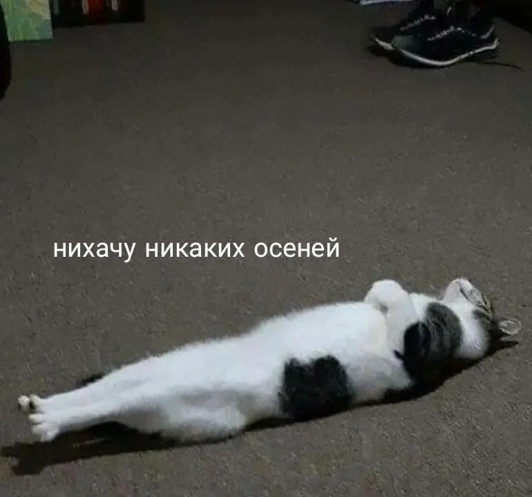 Осень в мемах: подборка, которая согреет мемы, осень, приколы, юмор, подборка