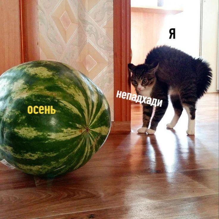 Осень в мемах: подборка, которая согреет мемы, осень, приколы, юмор, подборка