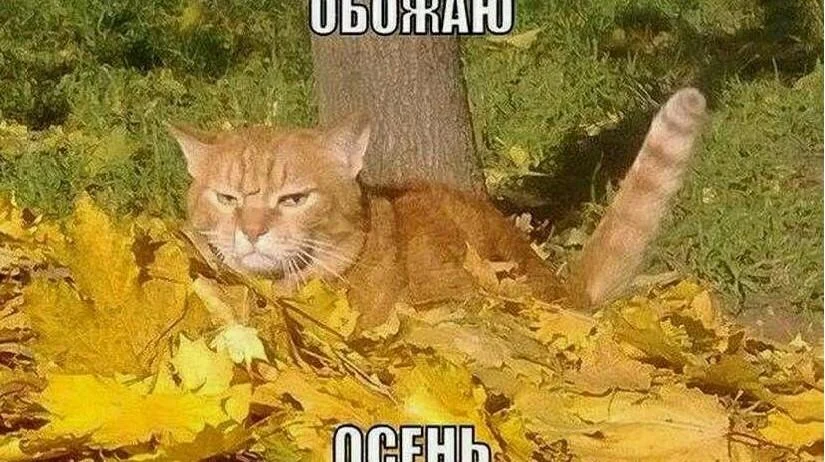Осень в мемах: подборка, которая согреет мемы, осень, приколы, юмор, подборка