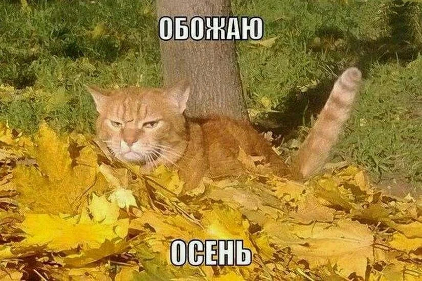 Осень в мемах: подборка, которая согреет мемы, осень, приколы, юмор, подборка