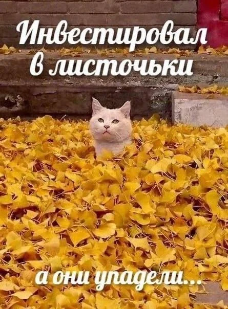 Осень в мемах: подборка, которая согреет мемы, осень, приколы, юмор, подборка