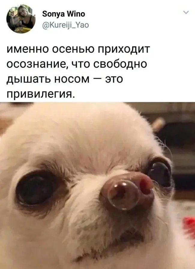 Осень в мемах: подборка, которая согреет мемы, осень, приколы, юмор, подборка