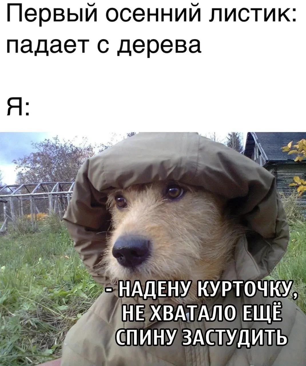 Осень в мемах: подборка, которая согреет мемы, осень, приколы, юмор, подборка