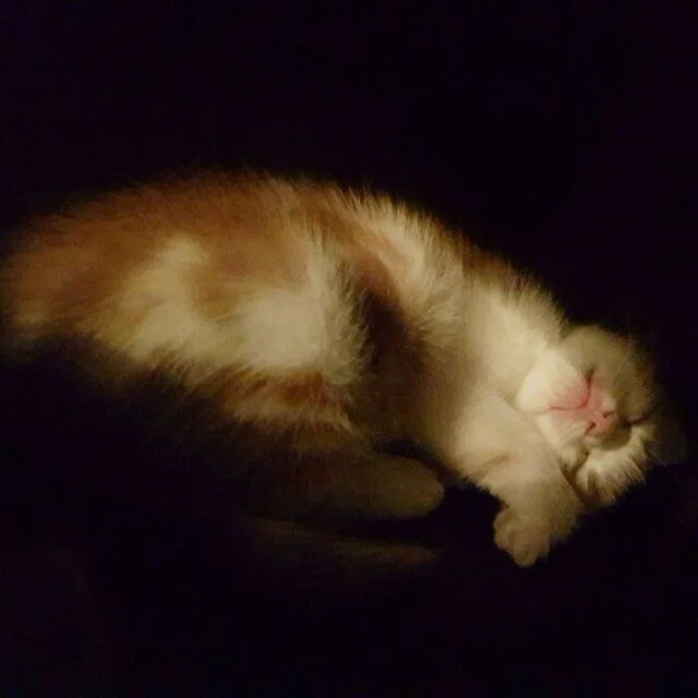 Коты и собаки, которые явно позировали в эпоху Ренессанса Коты и собаки, которые явно позировали в эпоху Ренессанса животные, ренессанс, фото, подборка, питомцы