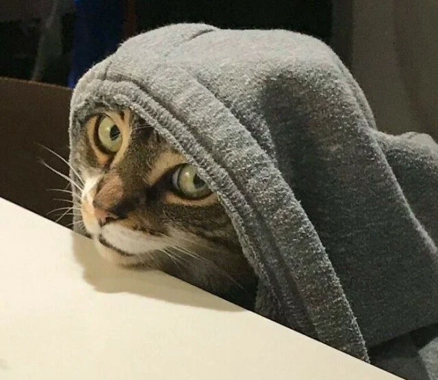 Коты и собаки, которые явно позировали в эпоху Ренессанса