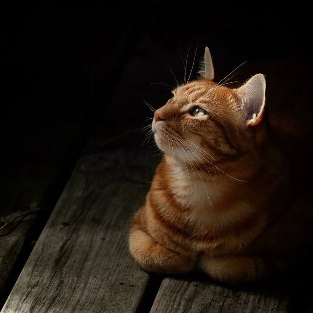 Коты и собаки, которые явно позировали в эпоху Ренессанса Коты и собаки, которые явно позировали в эпоху Ренессанса животные, ренессанс, фото, подборка, питомцы