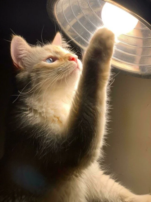 Коты и собаки, которые явно позировали в эпоху Ренессанса Коты и собаки, которые явно позировали в эпоху Ренессанса животные, ренессанс, фото, подборка, питомцы
