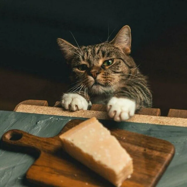 Коты и собаки, которые явно позировали в эпоху Ренессанса Коты и собаки, которые явно позировали в эпоху Ренессанса животные, ренессанс, фото, подборка, питомцы