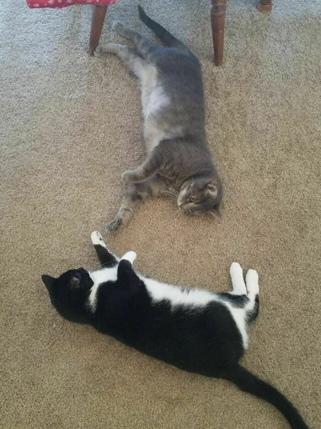 Коты и собаки, которые явно позировали в эпоху Ренессанса Коты и собаки, которые явно позировали в эпоху Ренессанса животные, ренессанс, фото, подборка, питомцы