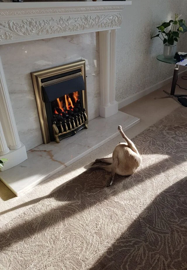 Коты и собаки, которые явно позировали в эпоху Ренессанса Коты и собаки, которые явно позировали в эпоху Ренессанса животные, ренессанс, фото, подборка, питомцы
