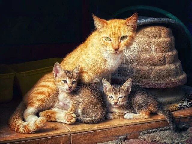 Коты и собаки, которые явно позировали в эпоху Ренессанса Коты и собаки, которые явно позировали в эпоху Ренессанса животные, ренессанс, фото, подборка, питомцы