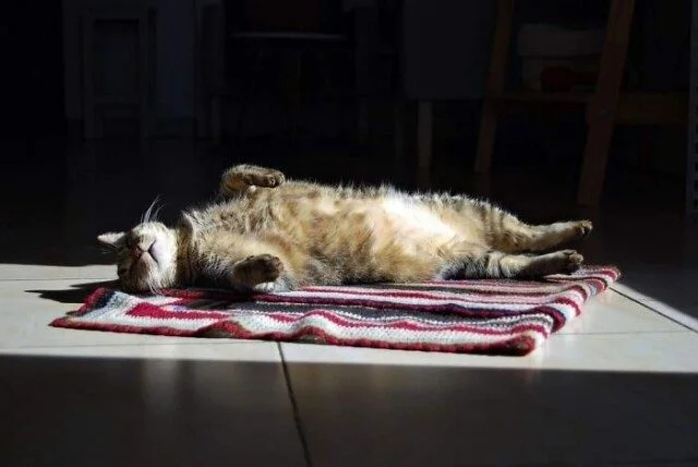 Коты и собаки, которые явно позировали в эпоху Ренессанса Коты и собаки, которые явно позировали в эпоху Ренессанса животные, ренессанс, фото, подборка, питомцы
