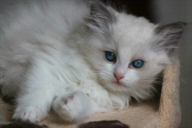 Коты и собаки, которые явно позировали в эпоху Ренессанса Коты и собаки, которые явно позировали в эпоху Ренессанса животные, ренессанс, фото, подборка, питомцы