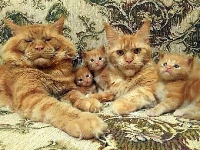 Коты и собаки, которые явно позировали в эпоху Ренессанса Коты и собаки, которые явно позировали в эпоху Ренессанса животные, ренессанс, фото, подборка, питомцы