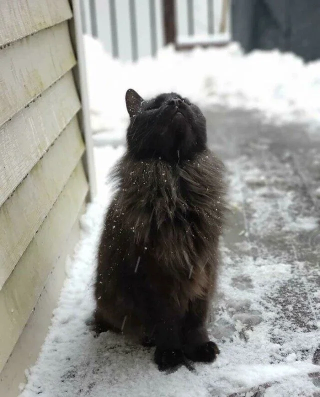 Коты и собаки, которые явно позировали в эпоху Ренессанса Коты и собаки, которые явно позировали в эпоху Ренессанса животные, ренессанс, фото, подборка, питомцы