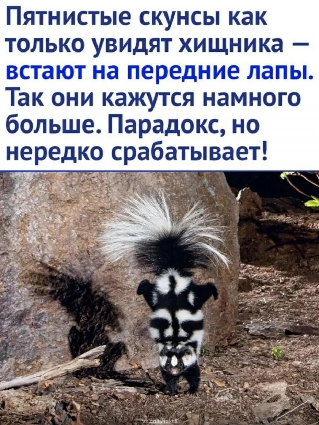 Утренняя порция смеха: как пережить понедельник мемы, приколы, понедельник, юмор, подборка