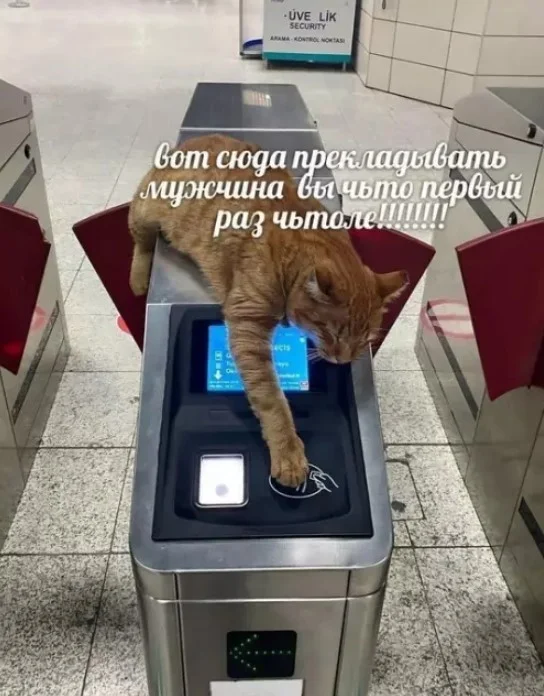 Утренняя порция смеха: как пережить понедельник мемы, приколы, понедельник, юмор, подборка