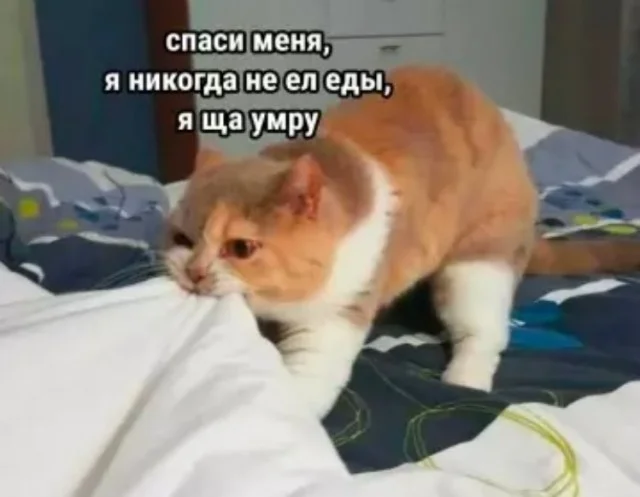 Утренняя порция смеха: как пережить понедельник мемы, приколы, понедельник, юмор, подборка