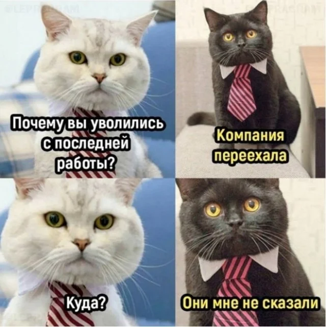 Утренняя порция смеха: как пережить понедельник мемы, приколы, понедельник, юмор, подборка