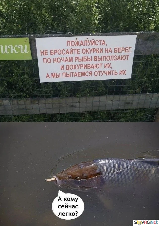 Уморительные объявления со всего света юмор, объявления, подборка, приколы