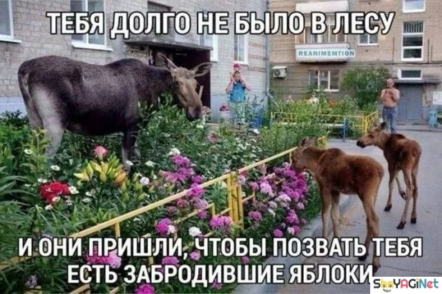 Смехопанорама: порция дикого угара приколы, мемы, картинки, юмор
