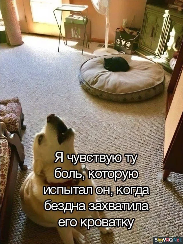 Смехопанорама: порция дикого угара приколы, мемы, картинки, юмор