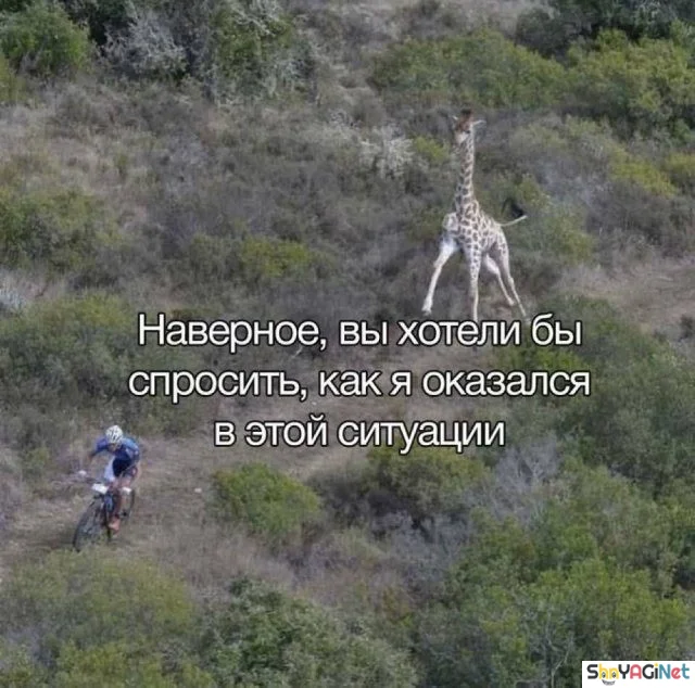 Смехопанорама: порция дикого угара приколы, мемы, картинки, юмор