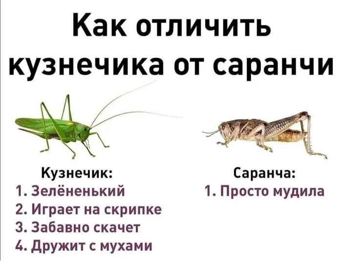Маленькая пятница: заряжаемся позитивом мемы, приколы, среда, юмор, настроение