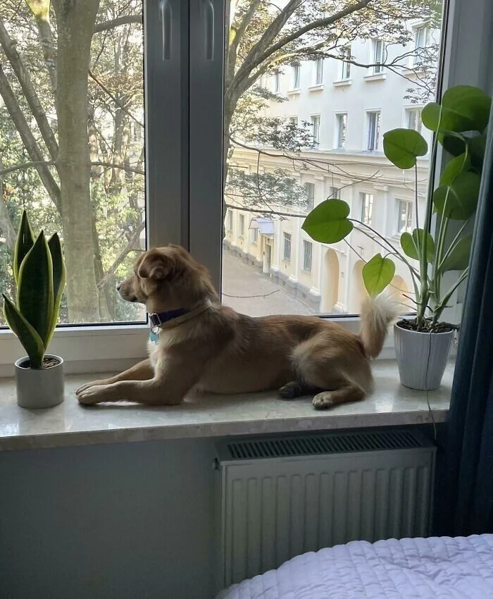 Их спасли, и это видно по глазам животные, приют, спасение, кошки, собаки, доброта, фото