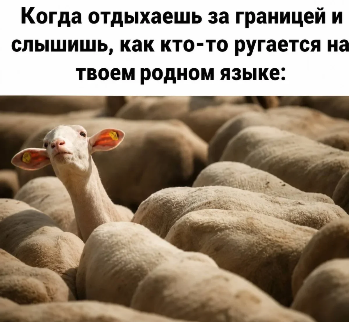 Мемы на утро 11 сентября: отвлекаемся после работы мемы, юмор, картинки, подборка, 11 сентября