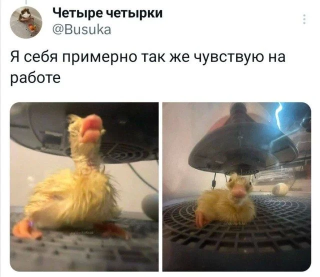 15 картинок, которые заставят вас улыбнуться юмор, картинки, приколы, подборка, смешное