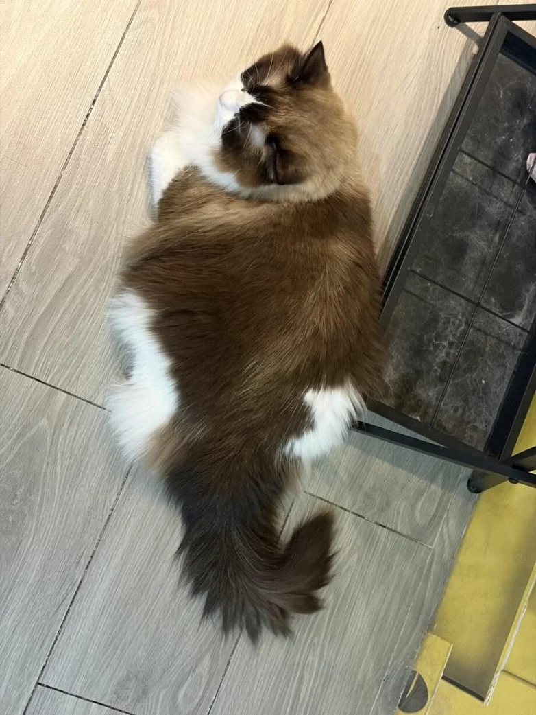 Упитанное счастье: 30 котов, которые не слышали о диете Упитанное счастье: 30 котов, которые не слышали о диете коты, животные, приколы, подборка, фото