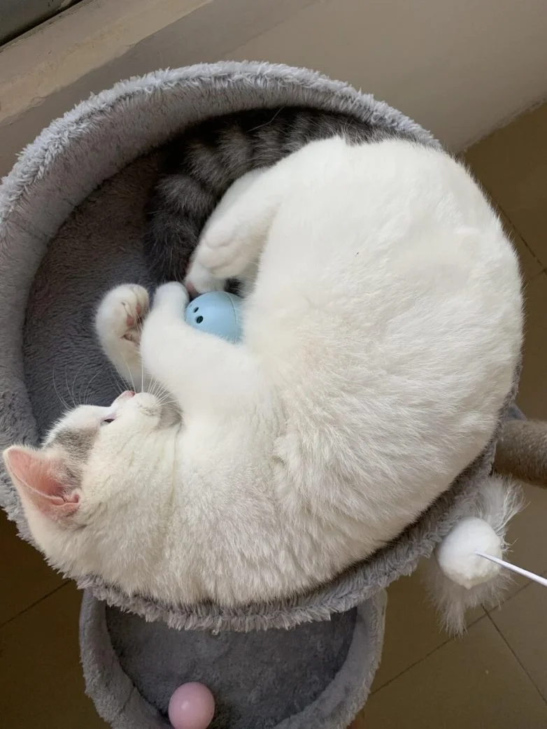 Упитанное счастье: 30 котов, которые не слышали о диете Упитанное счастье: 30 котов, которые не слышали о диете коты, животные, приколы, подборка, фото