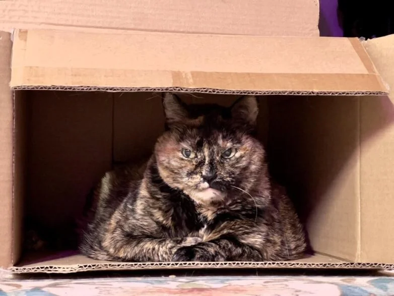 Упитанное счастье: 30 котов, которые не слышали о диете Упитанное счастье: 30 котов, которые не слышали о диете коты, животные, приколы, подборка, фото