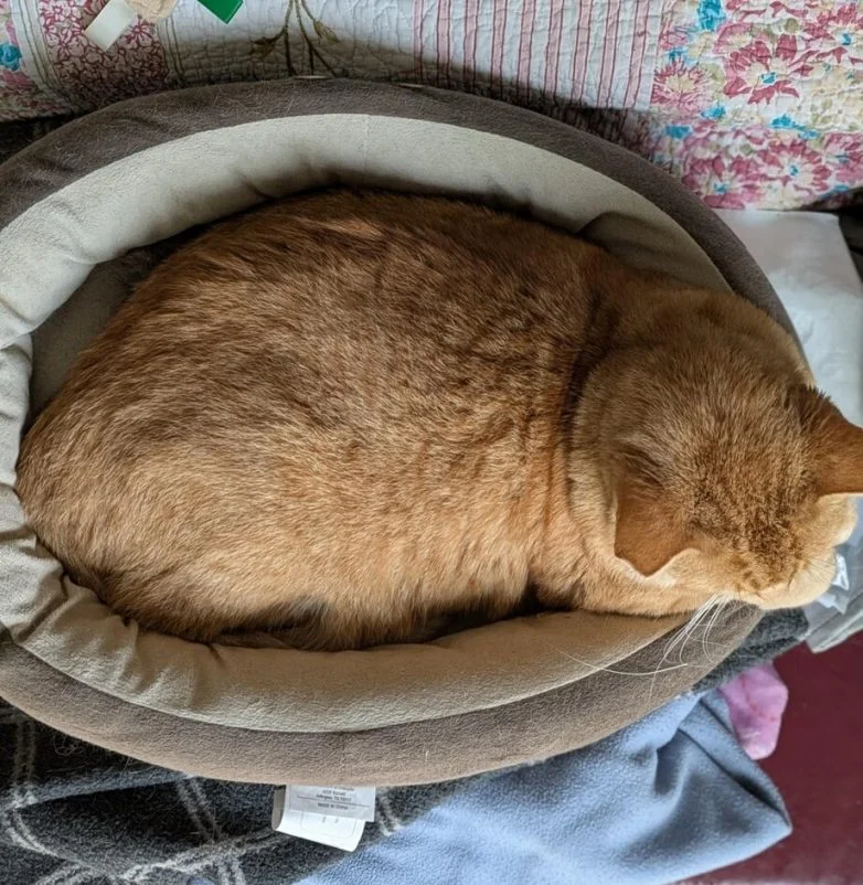 Упитанное счастье: 30 котов, которые не слышали о диете Упитанное счастье: 30 котов, которые не слышали о диете коты, животные, приколы, подборка, фото