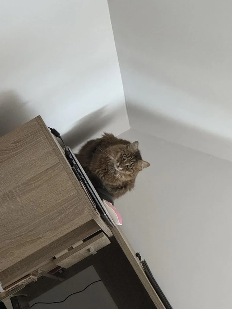 Упитанное счастье: 30 котов, которые не слышали о диете Упитанное счастье: 30 котов, которые не слышали о диете коты, животные, приколы, подборка, фото