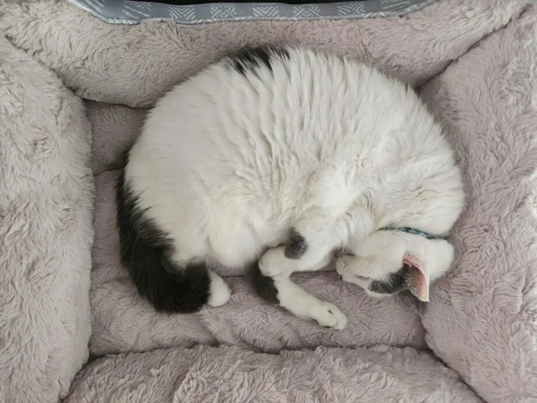 Упитанное счастье: 30 котов, которые не слышали о диете Упитанное счастье: 30 котов, которые не слышали о диете коты, животные, приколы, подборка, фото