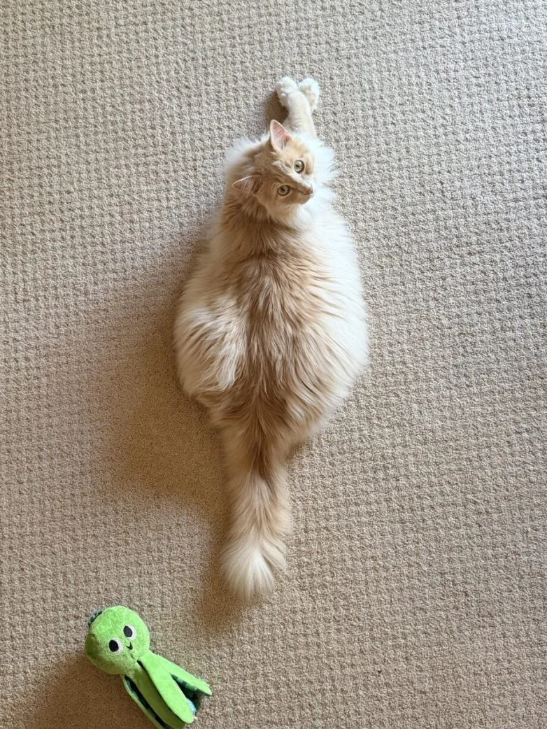 Упитанное счастье: 30 котов, которые не слышали о диете Упитанное счастье: 30 котов, которые не слышали о диете коты, животные, приколы, подборка, фото