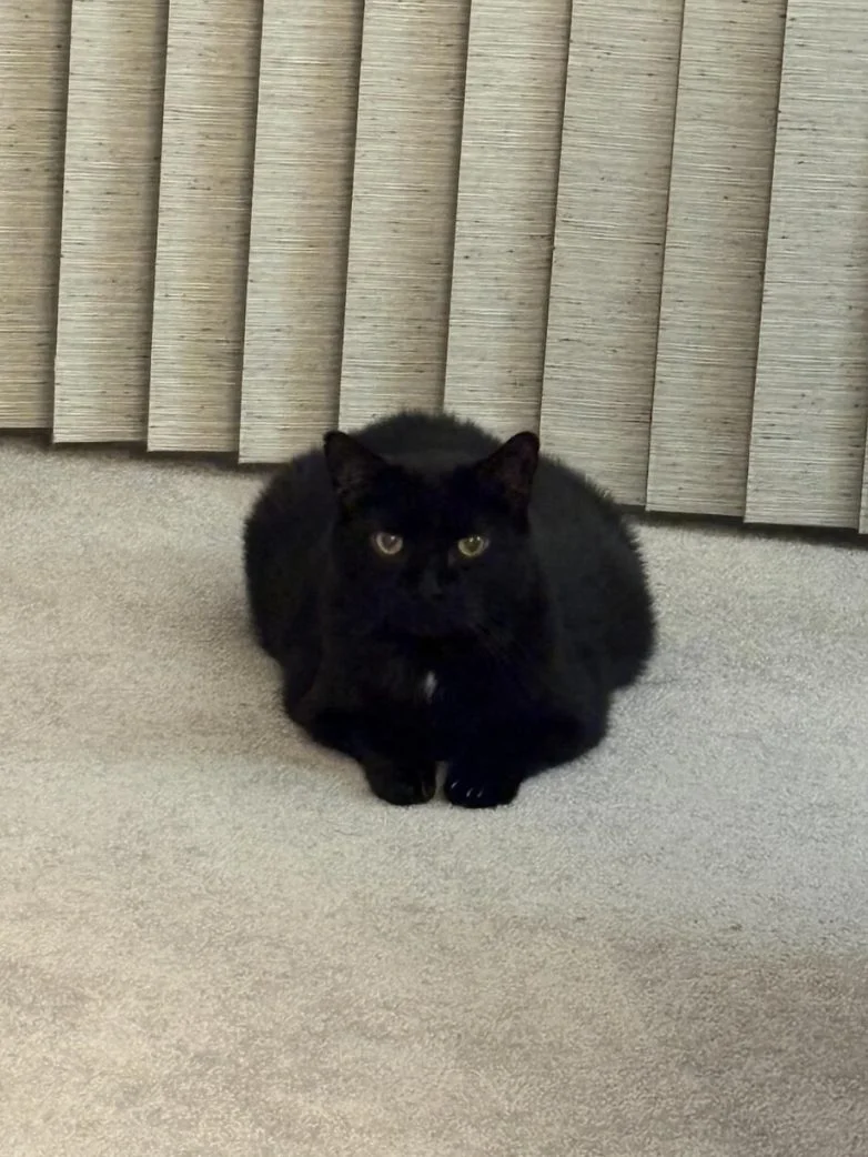 Упитанное счастье: 30 котов, которые не слышали о диете Упитанное счастье: 30 котов, которые не слышали о диете коты, животные, приколы, подборка, фото