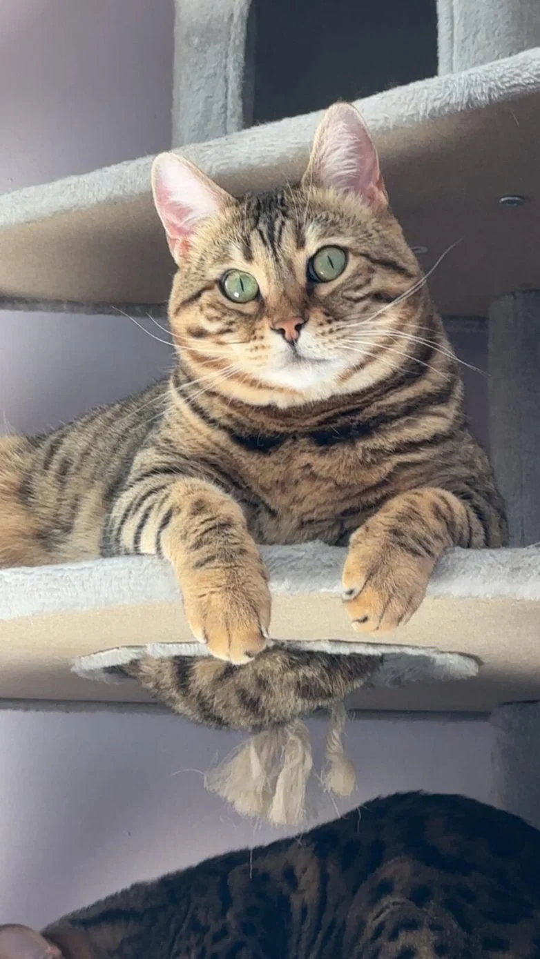 Упитанное счастье: 30 котов, которые не слышали о диете Упитанное счастье: 30 котов, которые не слышали о диете коты, животные, приколы, подборка, фото