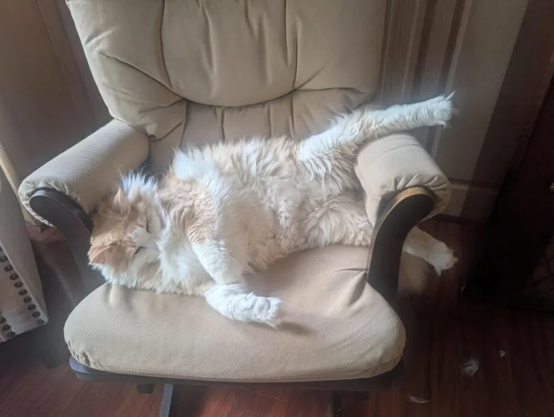 Упитанное счастье: 30 котов, которые не слышали о диете Упитанное счастье: 30 котов, которые не слышали о диете коты, животные, приколы, подборка, фото