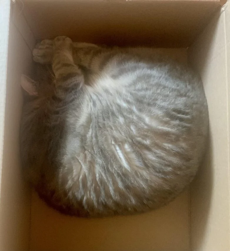 Упитанное счастье: 30 котов, которые не слышали о диете Упитанное счастье: 30 котов, которые не слышали о диете коты, животные, приколы, подборка, фото