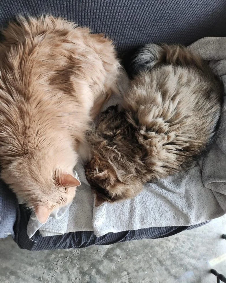 Упитанное счастье: 30 котов, которые не слышали о диете Упитанное счастье: 30 котов, которые не слышали о диете коты, животные, приколы, подборка, фото