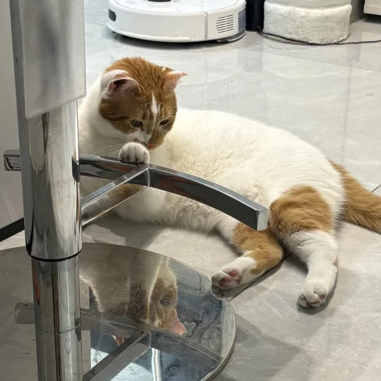 Упитанное счастье: 30 котов, которые не слышали о диете Упитанное счастье: 30 котов, которые не слышали о диете коты, животные, приколы, подборка, фото