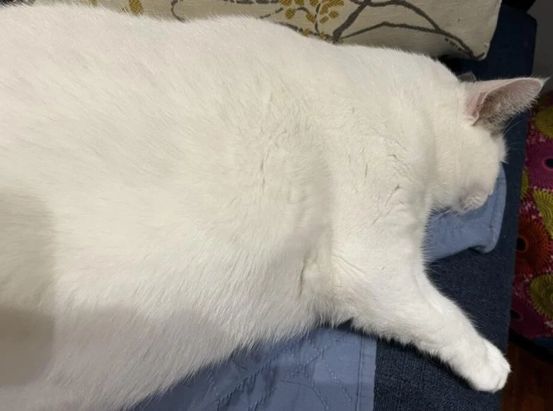 Упитанное счастье: 30 котов, которые не слышали о диете